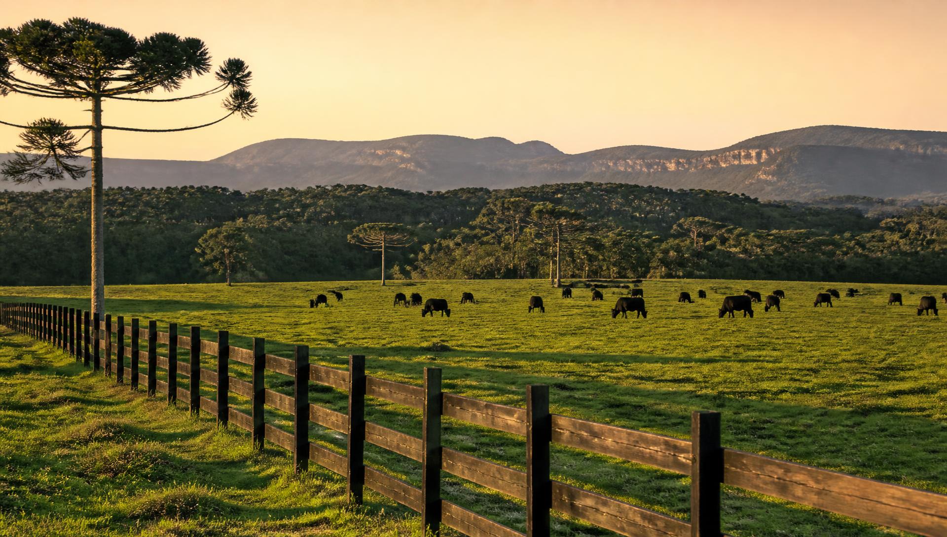 Campos da Cabanha Angus Real em Abdon Batista, Santa Catarina, com rebanho Angus a pasto