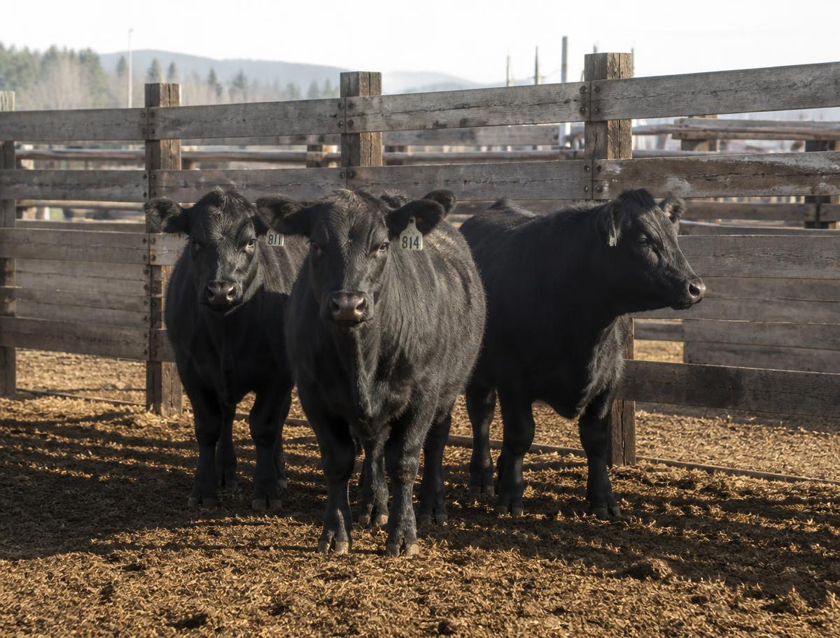 Três animais Aberdeen Angus em curral de madeira na Cabanha Angus Real