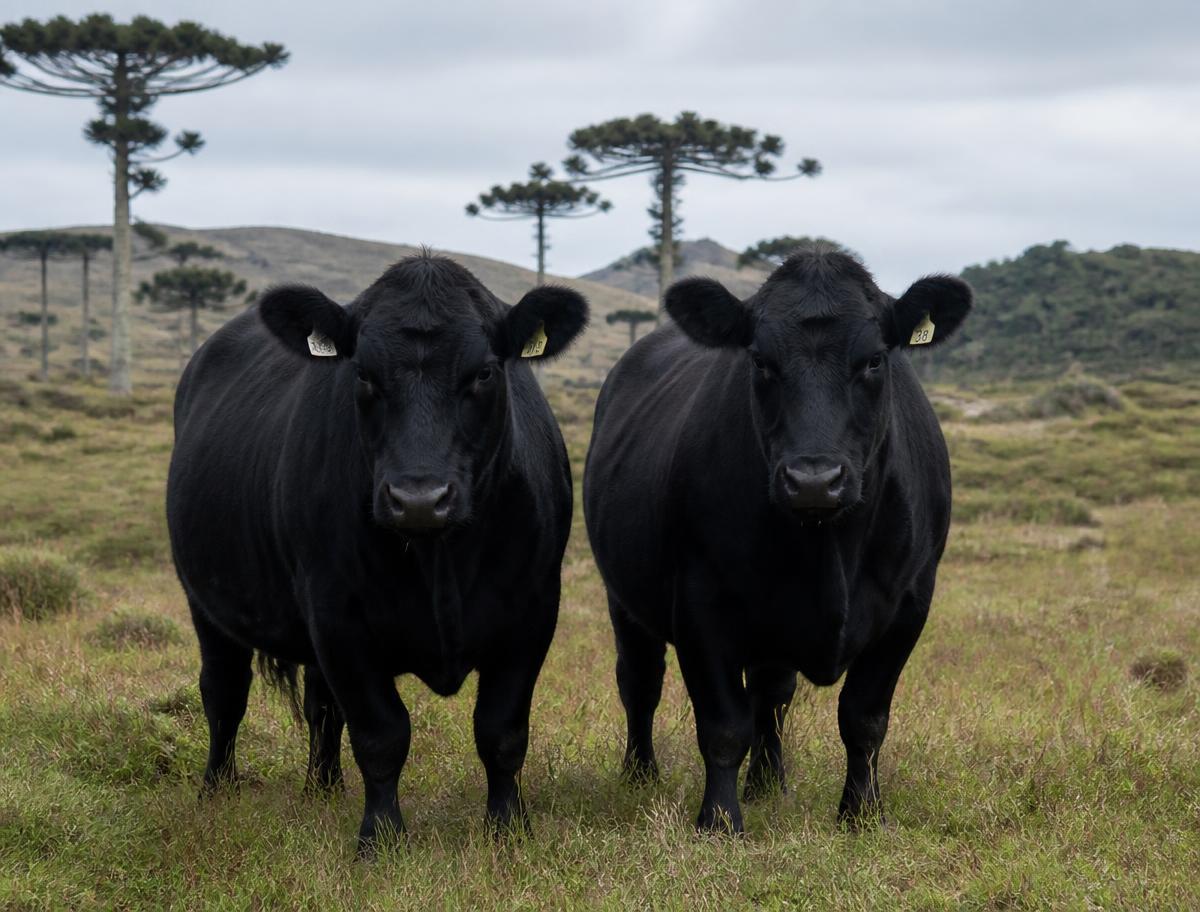 Angus 905